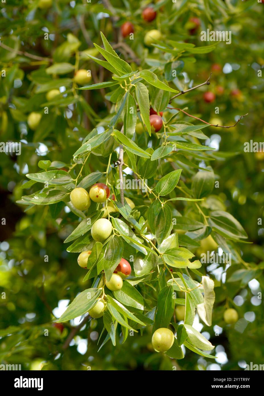 Ziziphus jujuba o jujuba o dattero cinese di jujuba verdi accresciuti frutti sull'albero Foto Stock