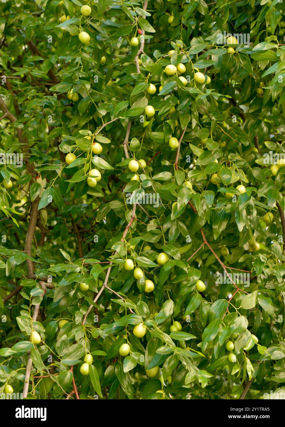 Abbondanza di Ziziphus jujuba o di date rosse o di datteri cinesi di jujuba verdi acuri frutti sull'albero Foto Stock