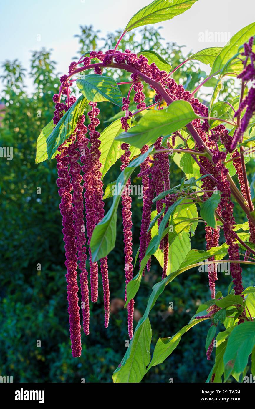 I fiori di Amaranto fioriscono splendidamente su uno sfondo verde lussureggiante, che mostra colori vivaci e bellezza naturale Foto Stock