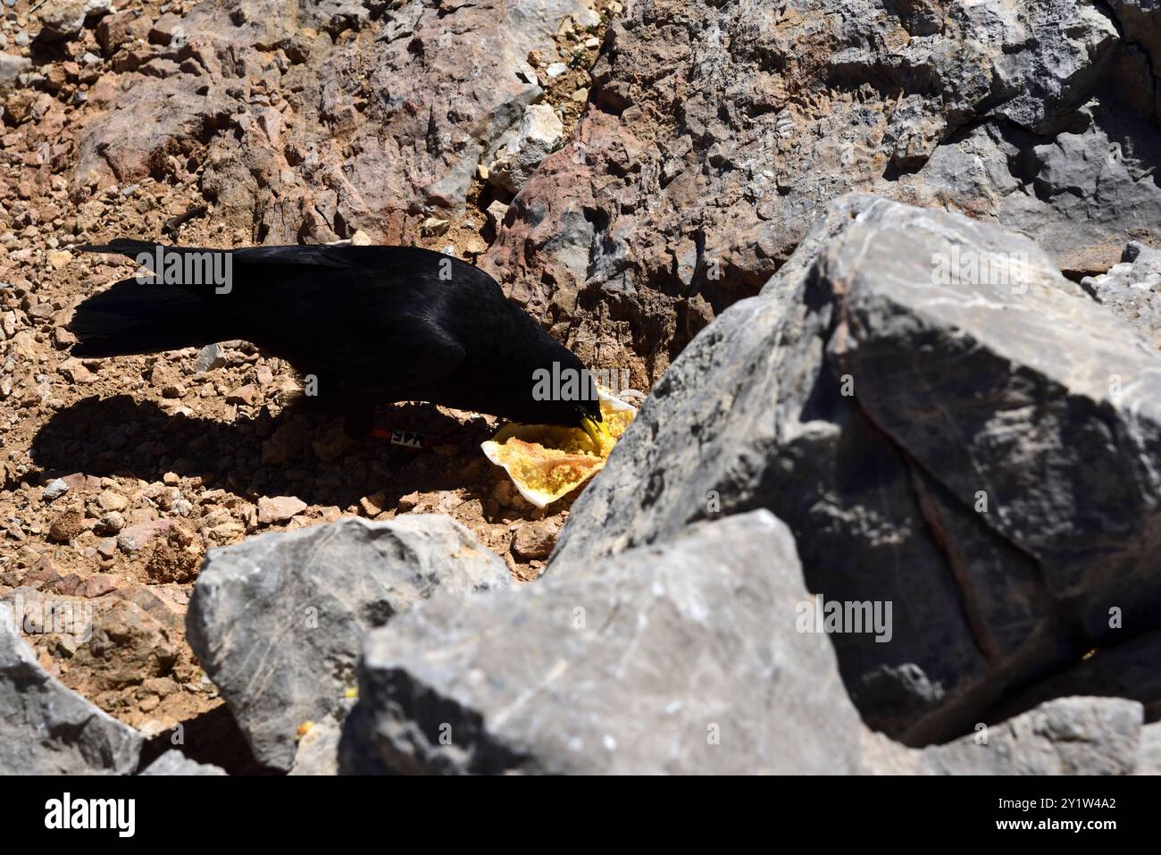 Impasto alpino (Pyrhocorax Graculus) sul Collado Sant'Ana nel Picos De Europa, nel nord della Spagna, a un'altezza di oltre 2.000 metri, mangiando una torta. Foto Stock