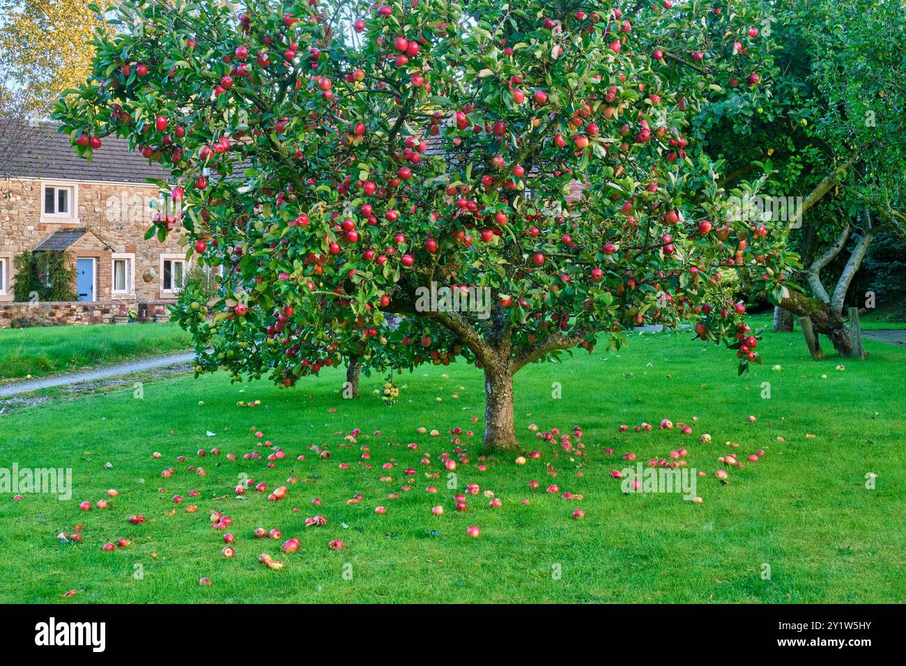 Mele cadute a Sandford, vicino a Warcop, Appleby-in-Westmorland, Cumbria Foto Stock