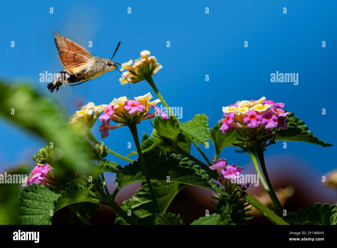 Hummingbird Moth Menorca Foto Stock