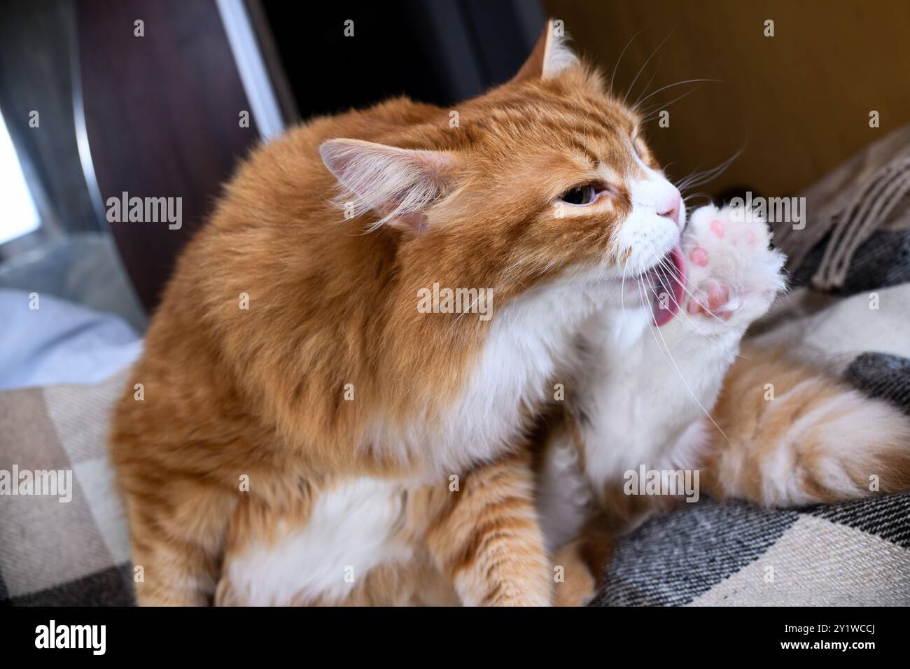 Un gatto rosso e soffice siede su un letto e lava la sua zampa posteriore con la lingua Foto Stock