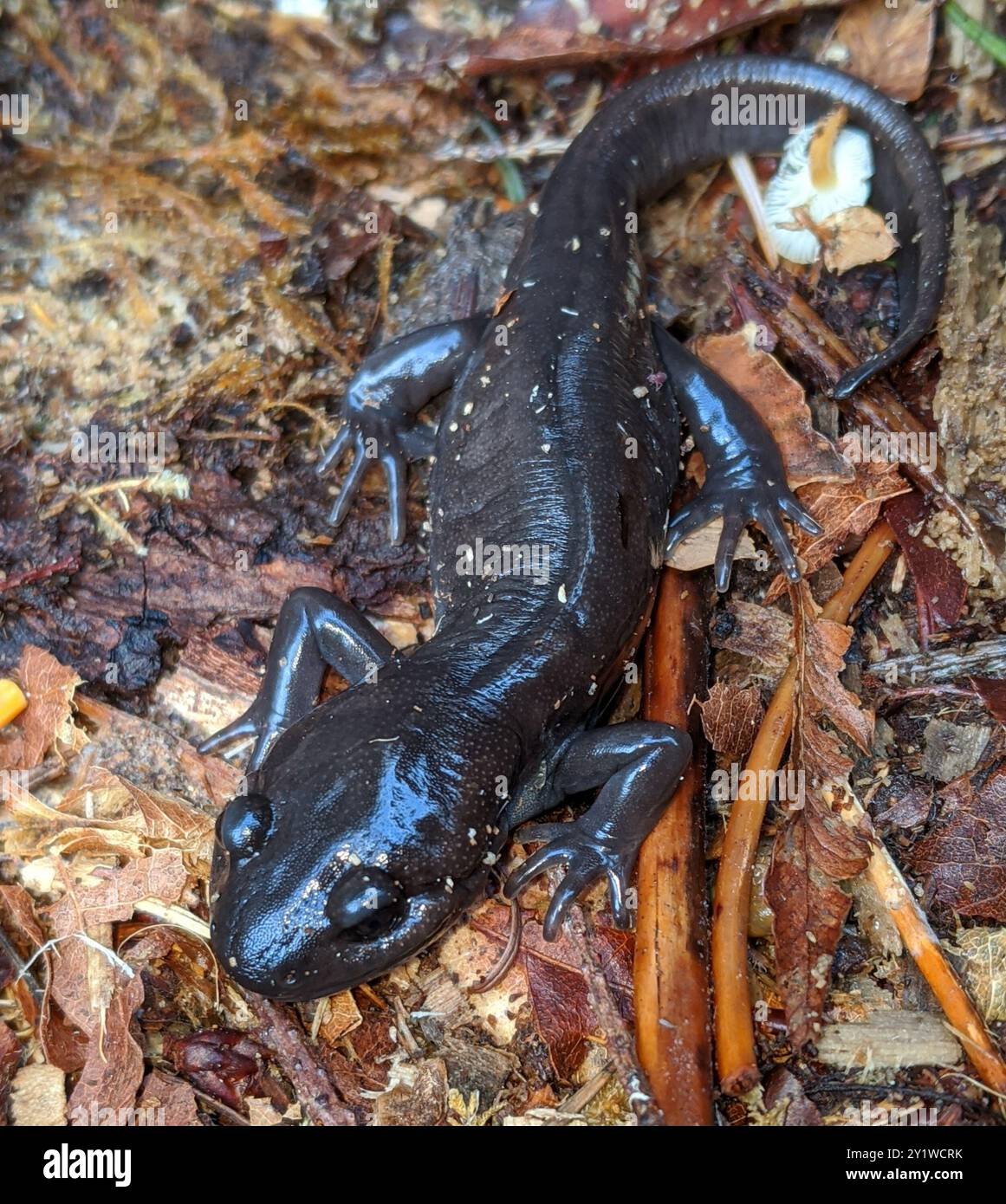 Salamandra nordoccidentale (Ambystoma gracile) Amphibia Foto Stock