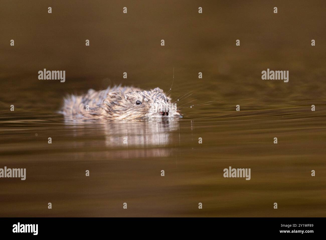 Ratto muschiato che nuota in un lago. Foto Stock