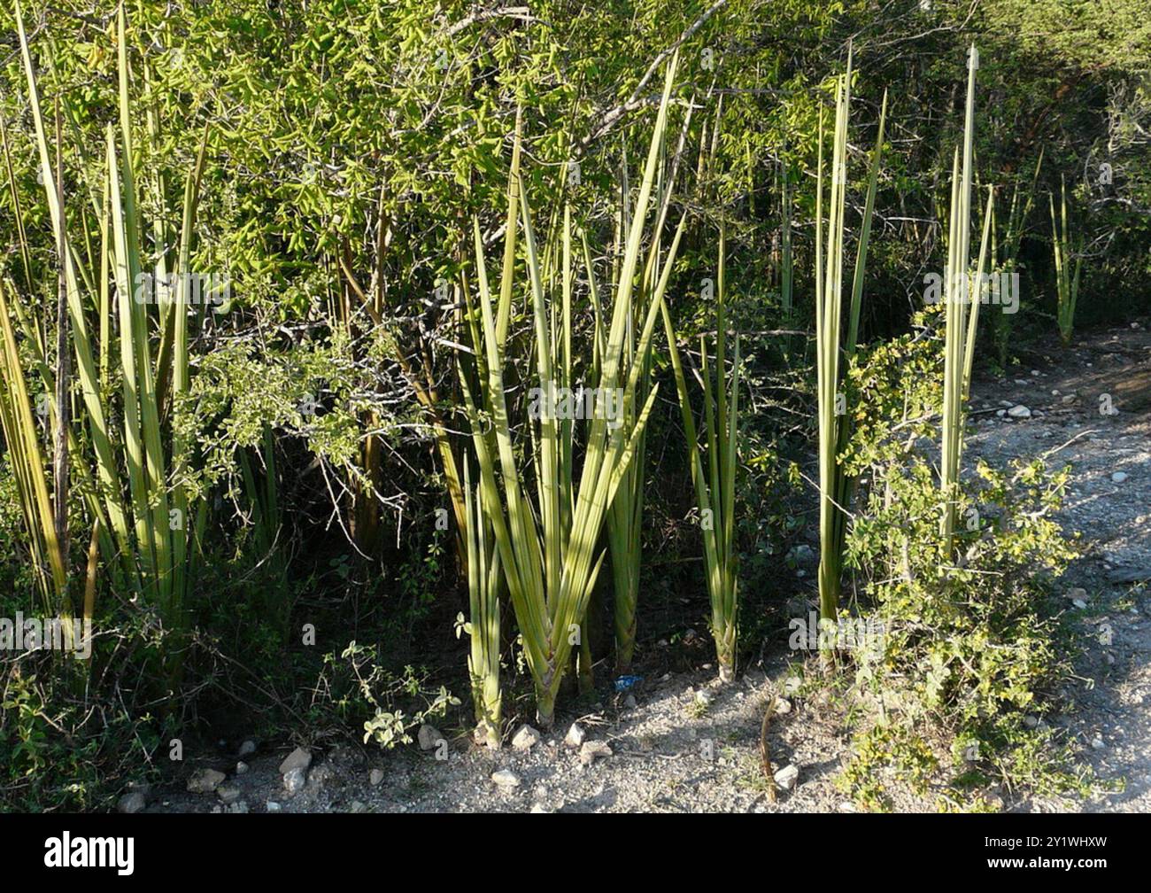 Lingue della suocera (Sansevieria) Plantae Foto Stock