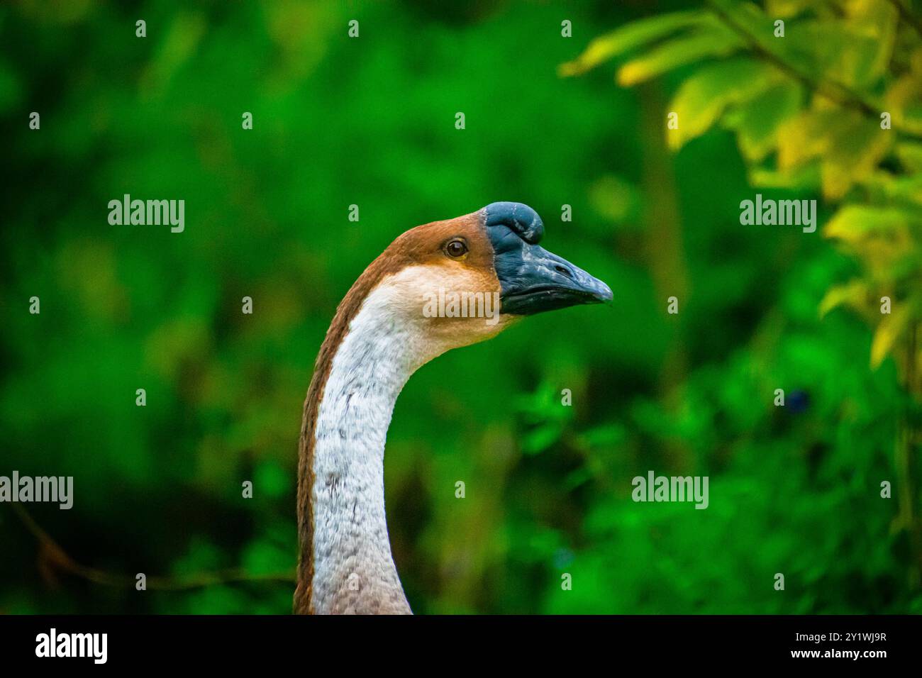 Le oche sono classificate come uccelli. Le persone spesso tengono oche per proteggere le loro case o per tirare erbacce nei loro giardini. Sono anche utilizzati per il cibo. Foto Stock