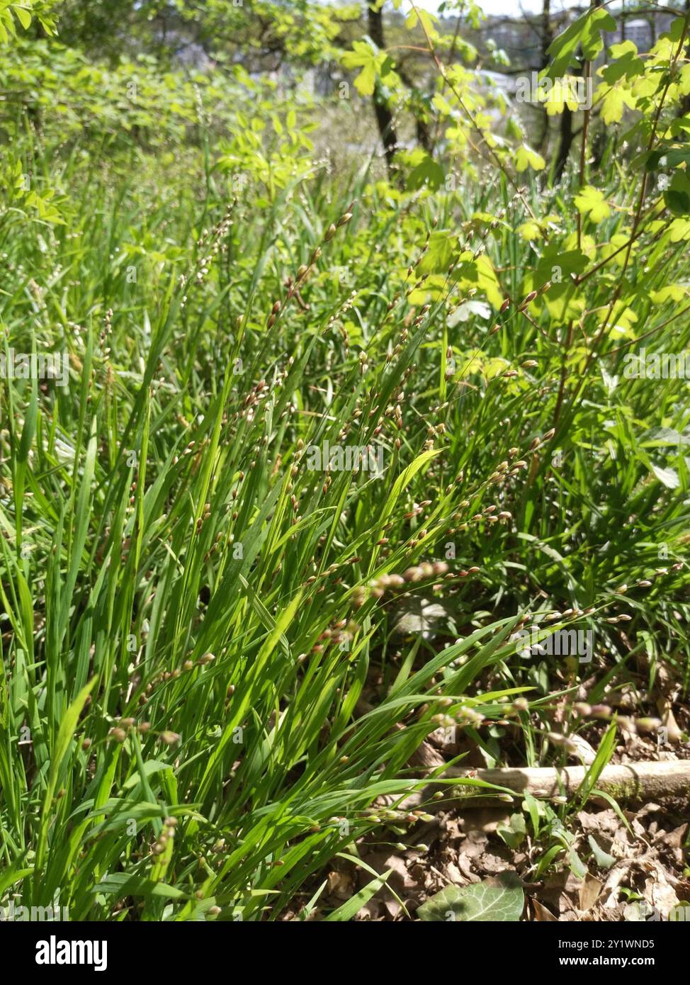 Wood Melick (Melica uniflora) Plantae Foto Stock