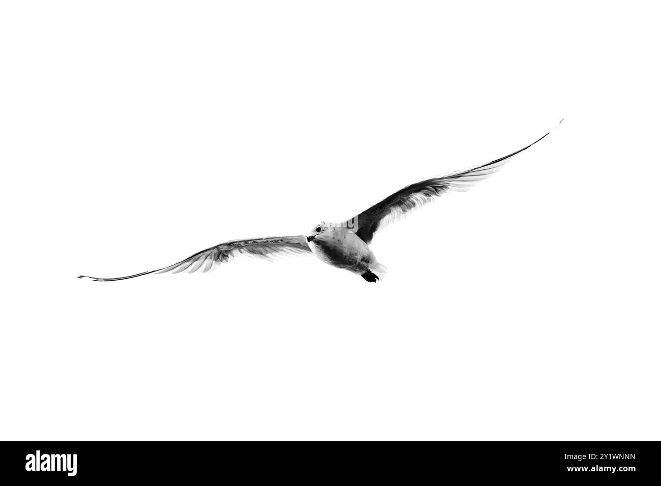 Gull con becco ad anello (Larus delawarensis) in volo con spazio di copia, orizzontale Foto Stock