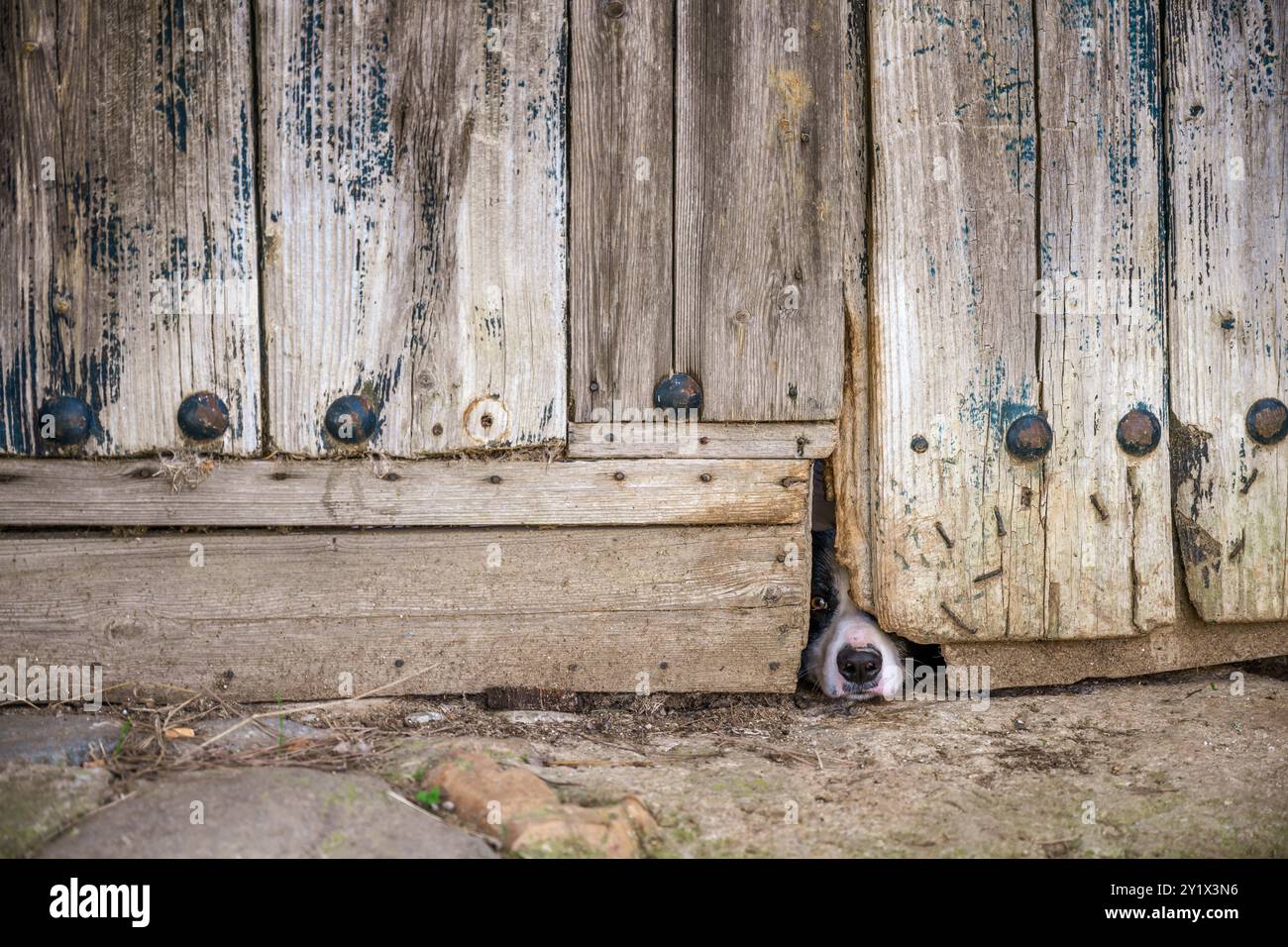 Un cane curioso sbircia attraverso un varco in una porta di legno invecchiata, catturando un senso di giocosità e intrigo a Villaviciosa de Cordoba, Andalusia, Spagna. Foto Stock