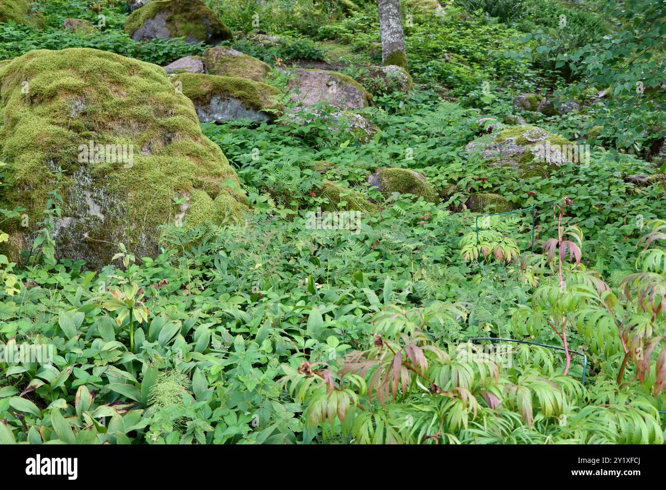 Rocce ricoperte di muschio e bassa vegetazione nella foresta nel sud della Finlandia, agosto 2024 Foto Stock