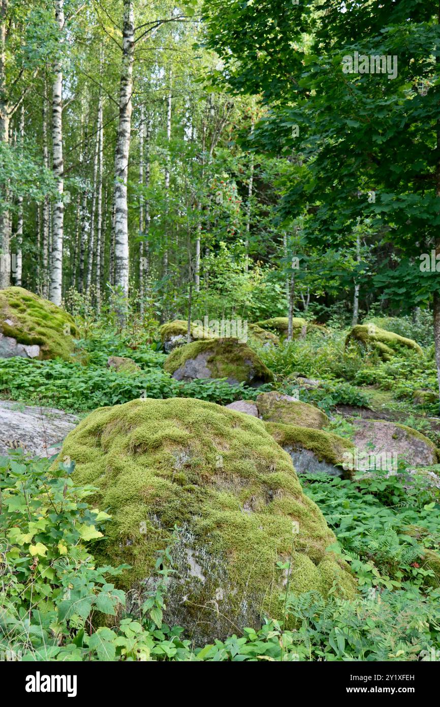 Rocce ricoperte di muschio e bassa vegetazione nella foresta nel sud della Finlandia, agosto 2024 Foto Stock