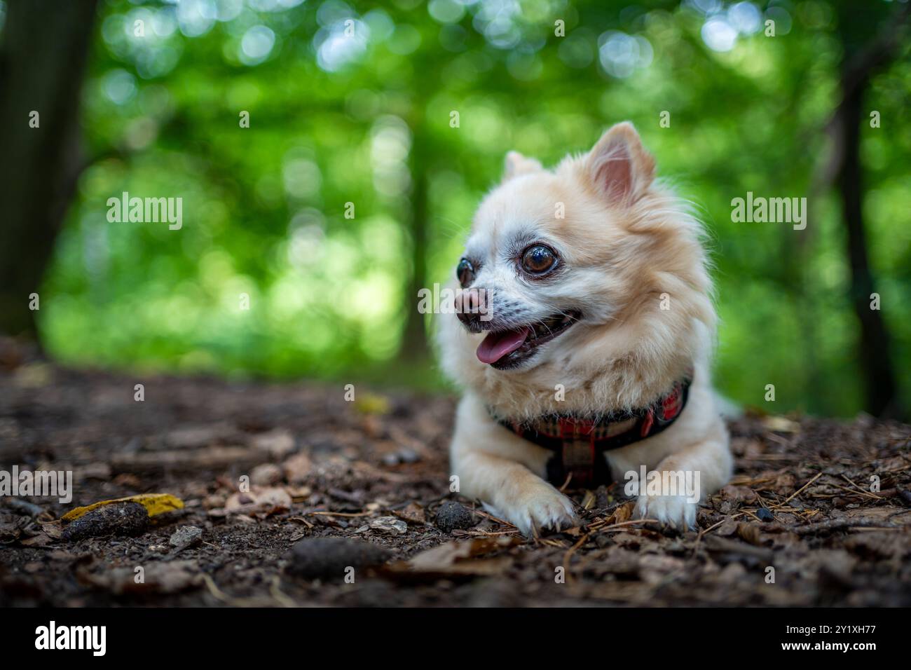 Un chihuahua sta morendo con la lingua fuori, sembra stanco dal caldo. Il ritratto ravvicinato cattura il cane su uno splendido sfondo della foresta Foto Stock