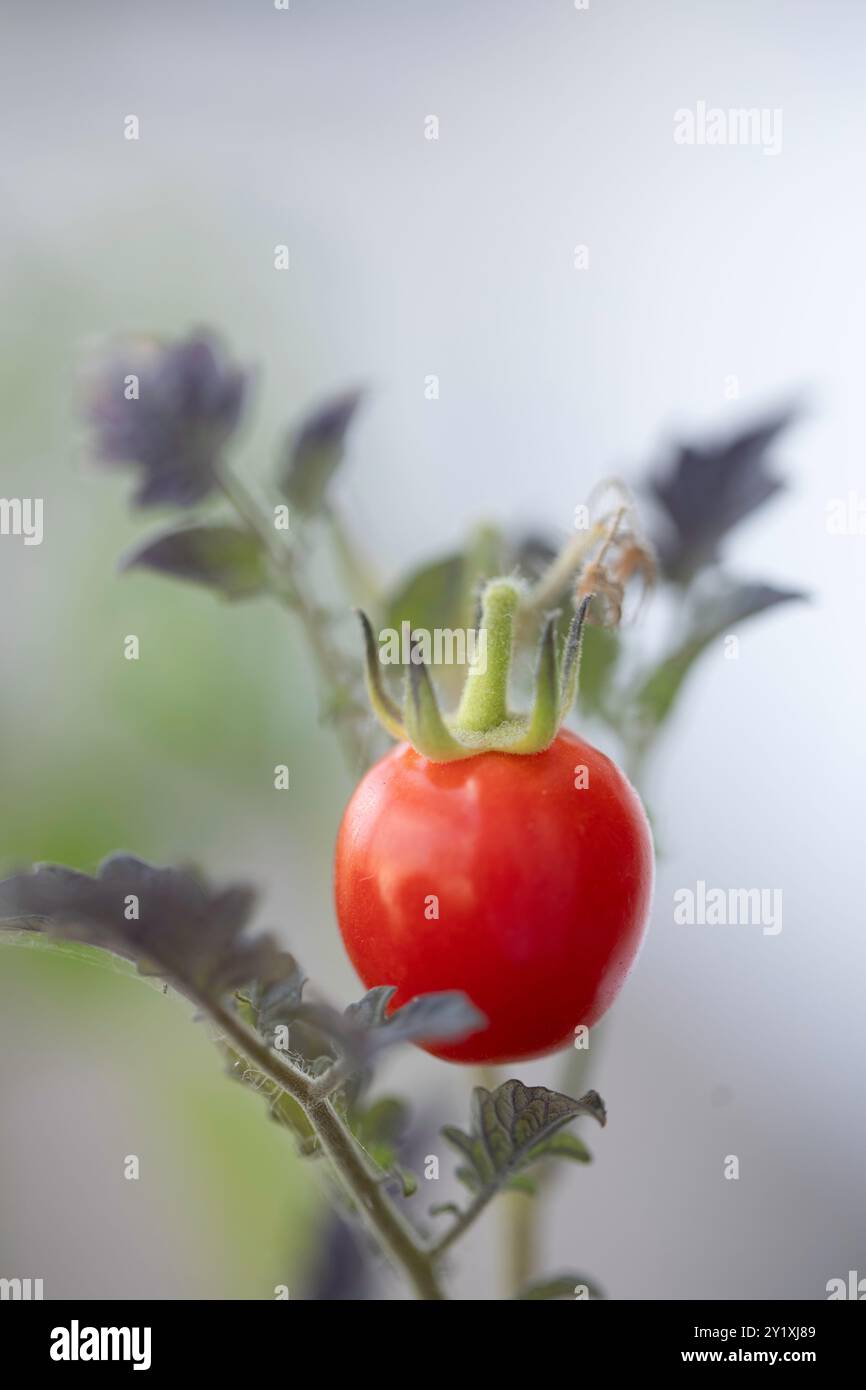 Un pomodoro da cocktail su un ramo, una pentola coltivata. Foto Stock