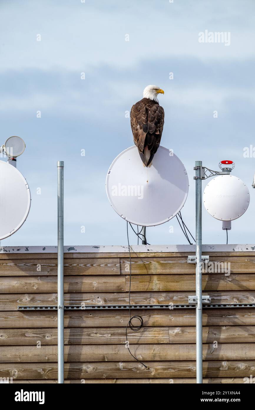 Il maestoso aquila calva arroccato su una parabola satellitare Foto Stock