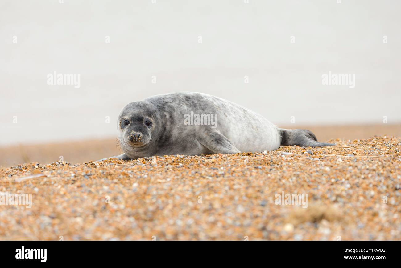 Cucciolo di foca grigia (Halichoerus grypus) da solo su una spiaggia in inverno, costa di Norfolk, Regno Unito Foto Stock