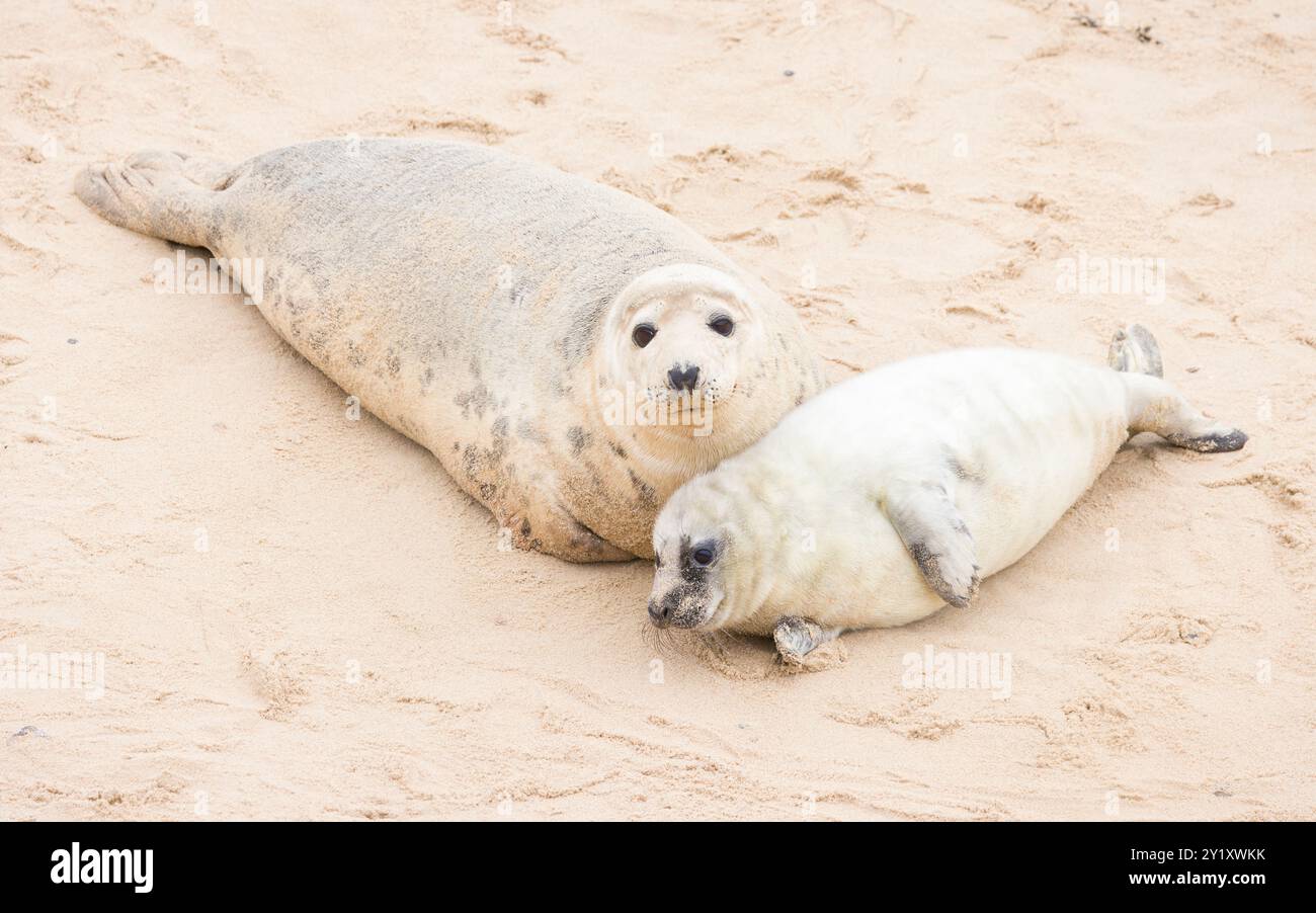 Cucciolo di foca grigia (Halichoerus grypus) con sua madre su una spiaggia in inverno. Avvistamento delle foche a Horsey Gap, Norfolk, Regno Unito Foto Stock