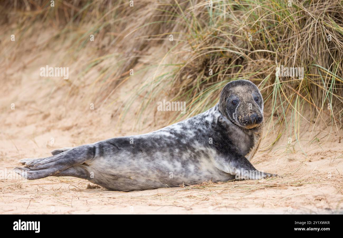 Cucciolo di foca grigia (Halichoerus grypus) da solo in dune di sabbia sulla spiaggia in inverno. Horsey Gap, Norfolk, Regno Unito Foto Stock