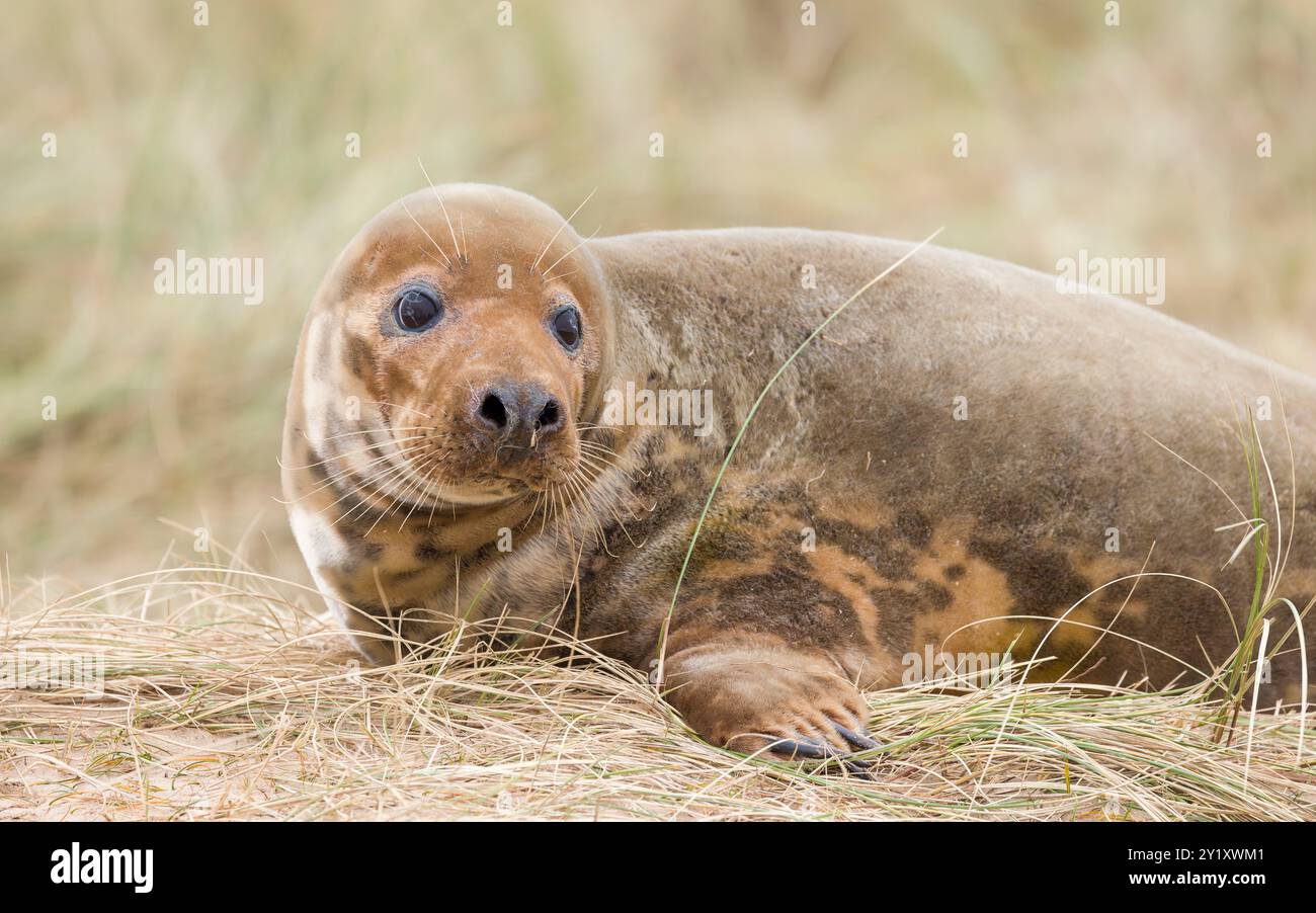 Giovane femmina di foca grigia da sola sulle dune di sabbia su una spiaggia in inverno. Horsey Gap, Norfolk, Regno Unito Foto Stock
