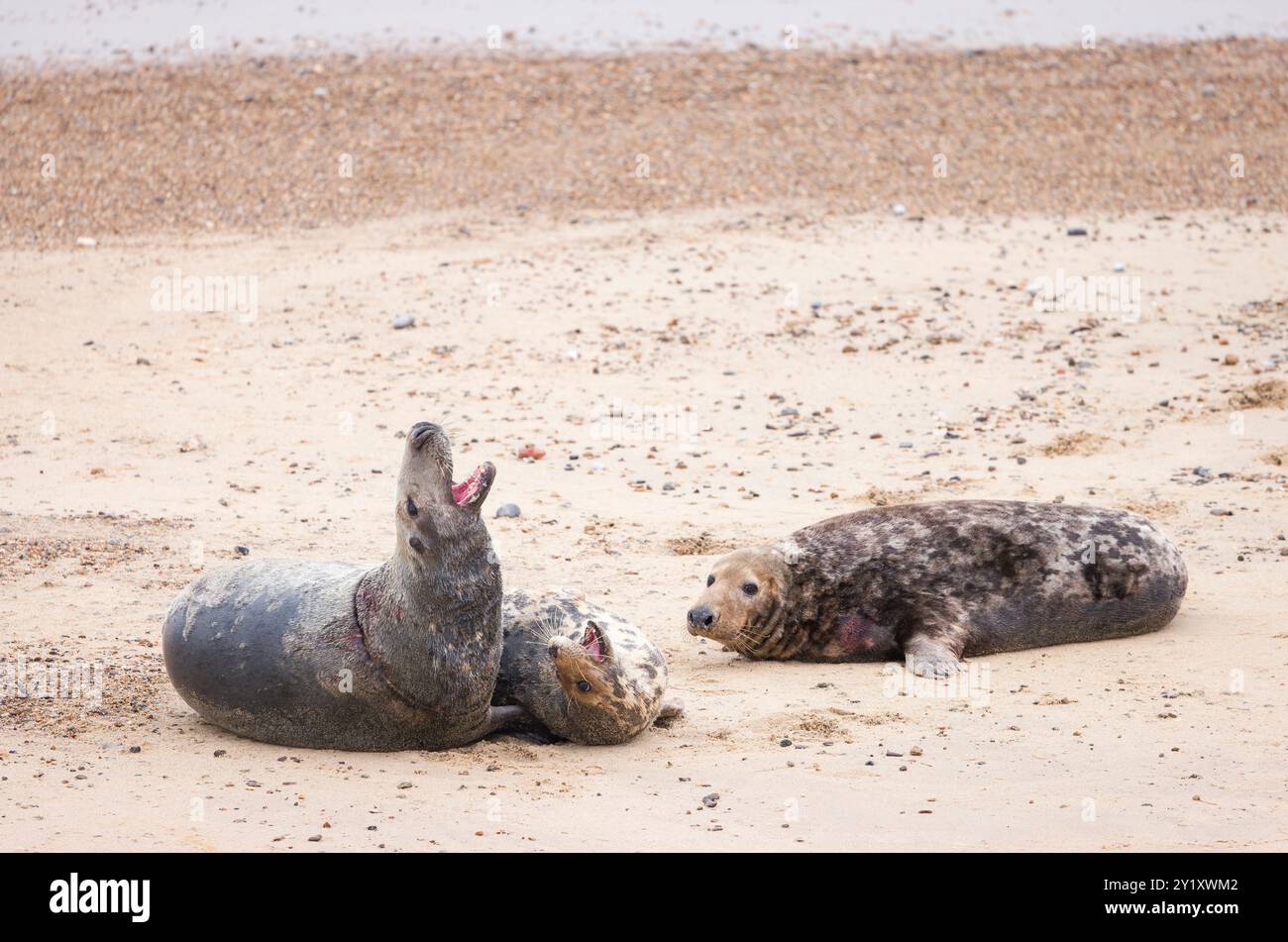 Due foche grigie adulte (Halichoerus grypus) si accoppiano mentre un maschio rivale lo guarda. Sulla spiaggia in inverno, Horsey Gap, Norfolk, Regno Unito Foto Stock