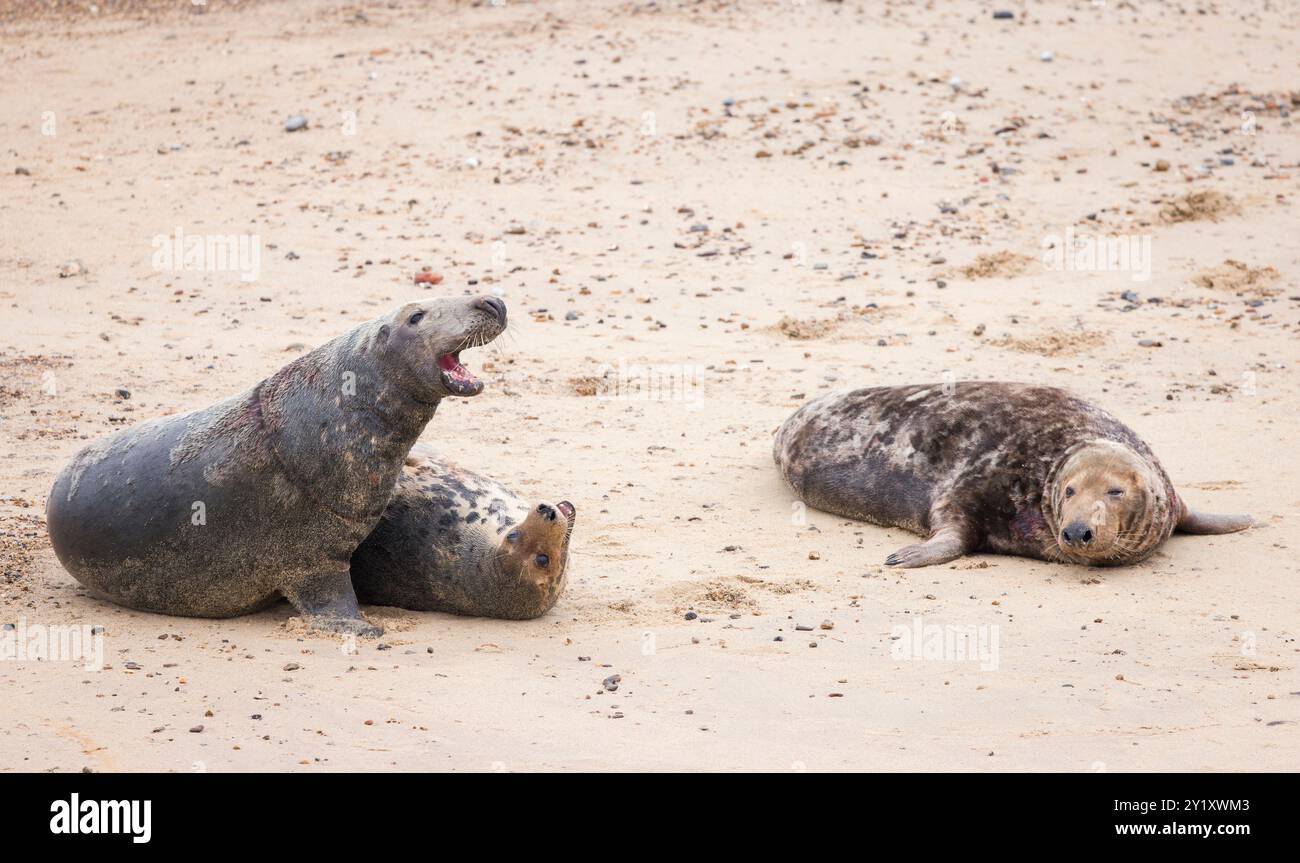 Due maschi di foche grigie (Halichoerus grypus) combattono contro una femmina sulla spiaggia in inverno. Horsey Gap, Norfolk, Regno Unito Foto Stock