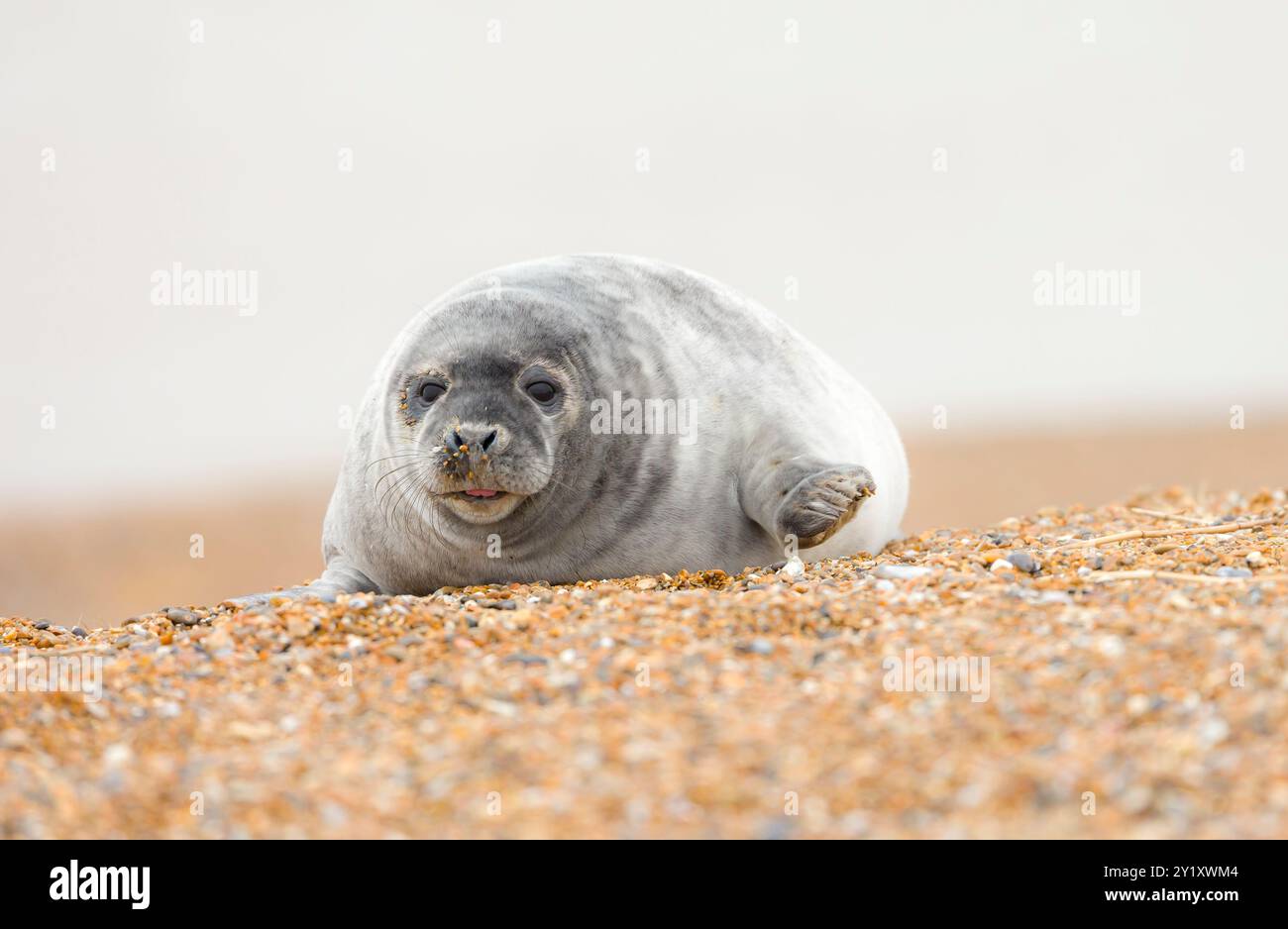Simpatico cucciolo di foca grigia (Halichoerus grypus) con la lingua bloccata fuori, da solo su una spiaggia in inverno, sulla costa di Norfolk, Regno Unito Foto Stock
