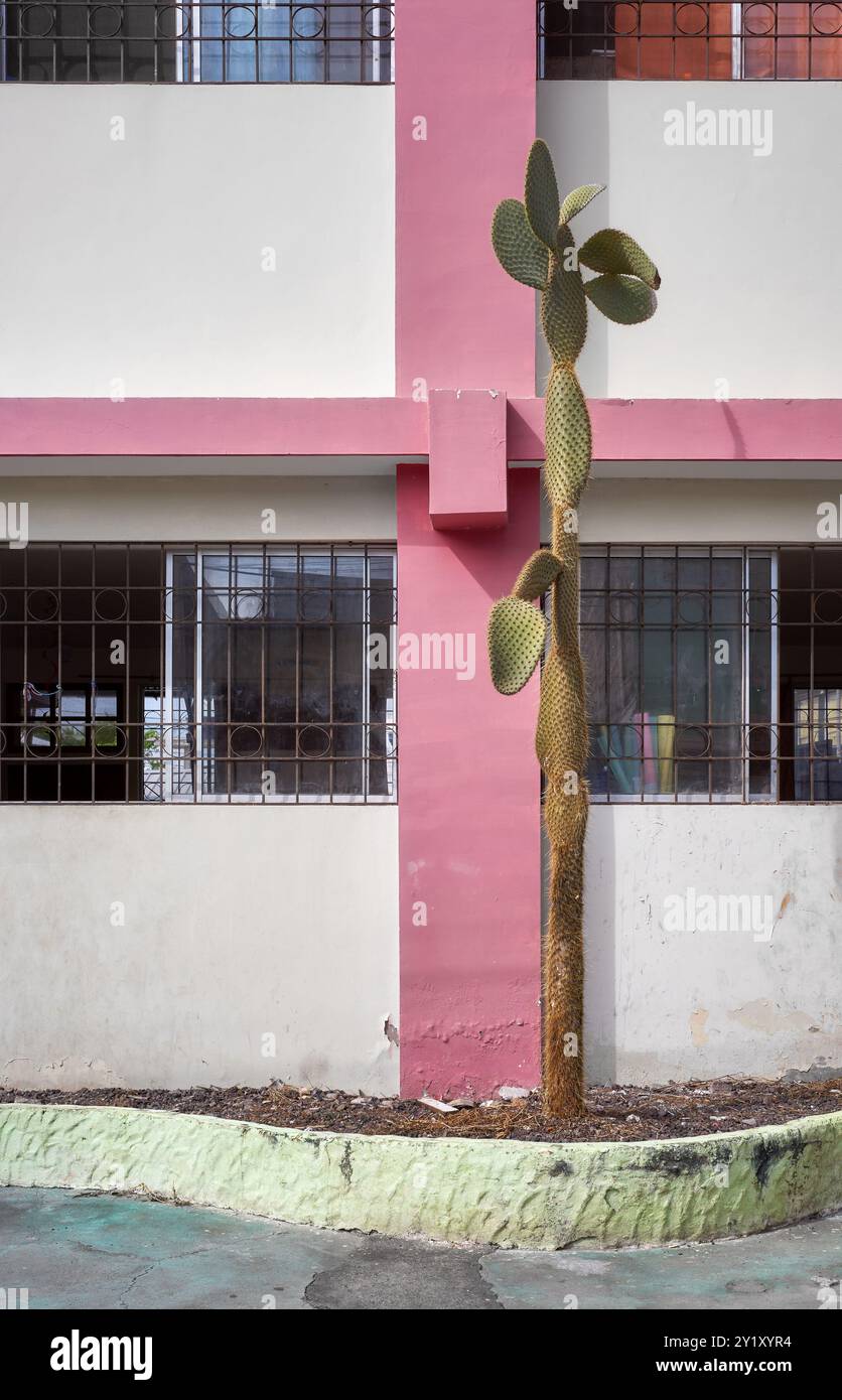 Vista sulla strada di un edificio con un cactus che cresce di fronte, l'isola di Santa Cruz, Ecuador. Foto Stock