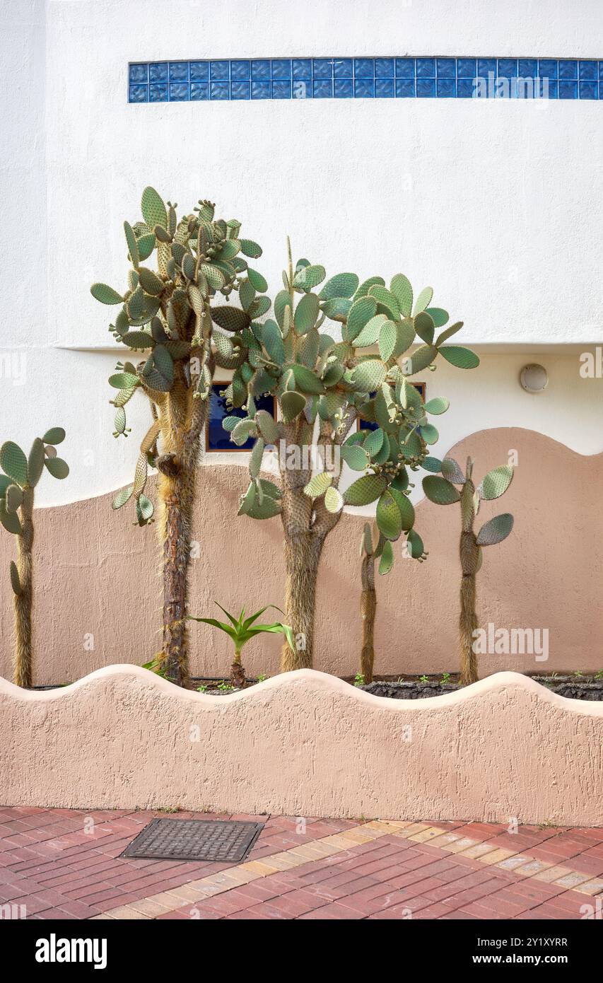 Vista sulla strada di un edificio con un cactus che cresce di fronte, l'isola di Santa Cruz, Ecuador. Foto Stock