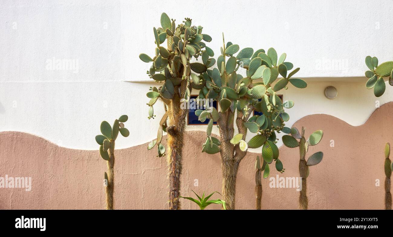 Vista sulla strada di un edificio con un cactus che cresce di fronte, l'isola di Santa Cruz, Ecuador. Foto Stock