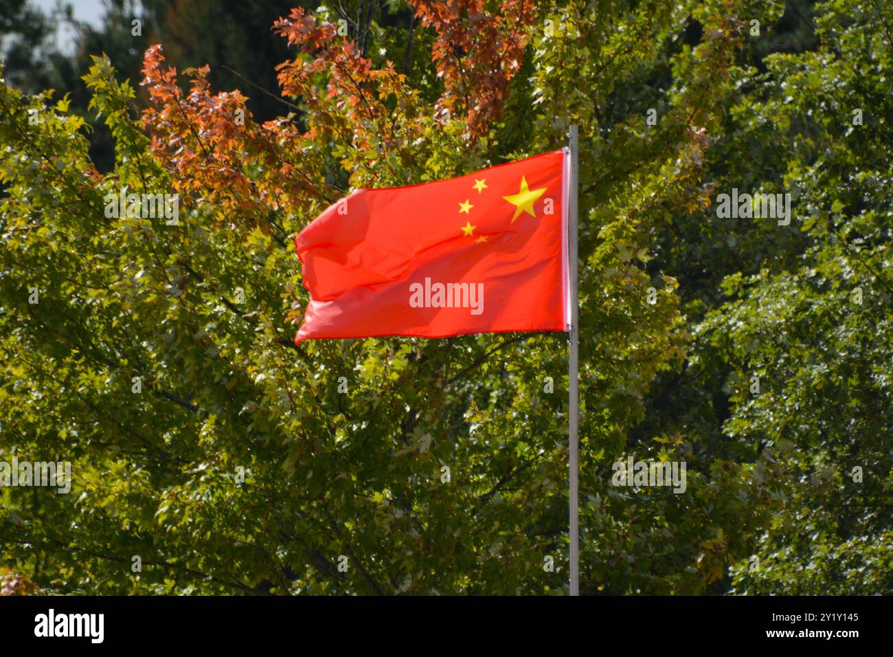 La bandiera nazionale della Repubblica Popolare Cinese, chiamata anche bandiera Rossa a cinque stelle, sventolava in aria su un palo con alberi sullo sfondo. Foto Stock