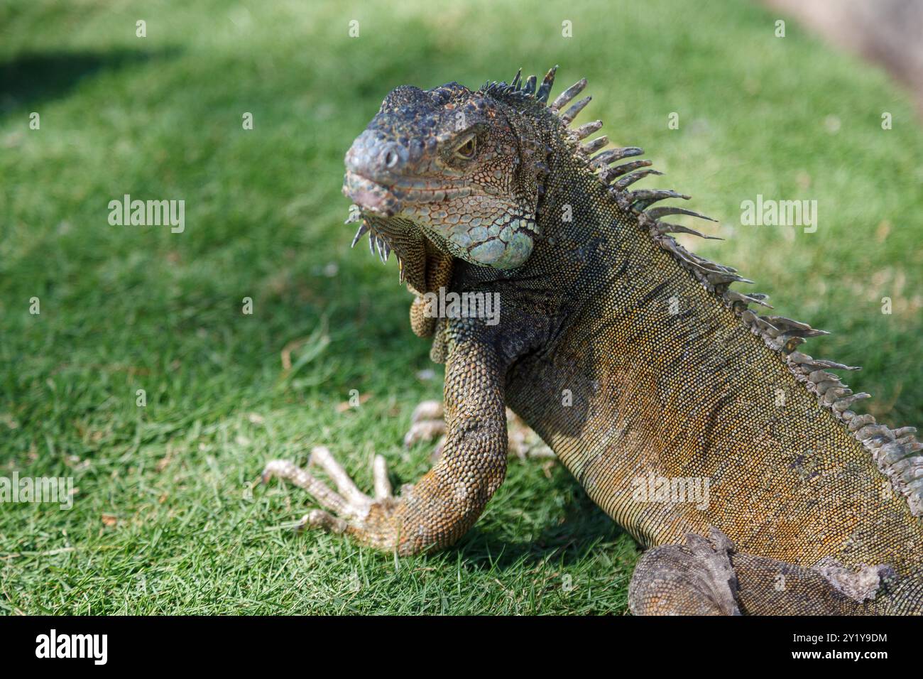 Un'iguana nel Parque Seminario, nel centro di Guayaquil, Ecuador Foto Stock