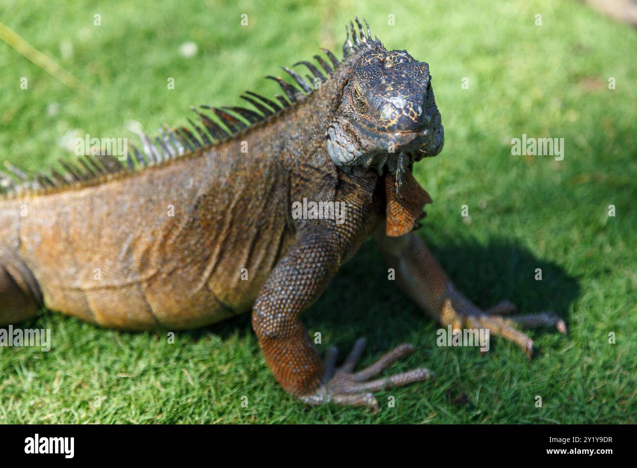 Un'iguana nel Parque Seminario, nel centro di Guayaquil, Ecuador Foto Stock