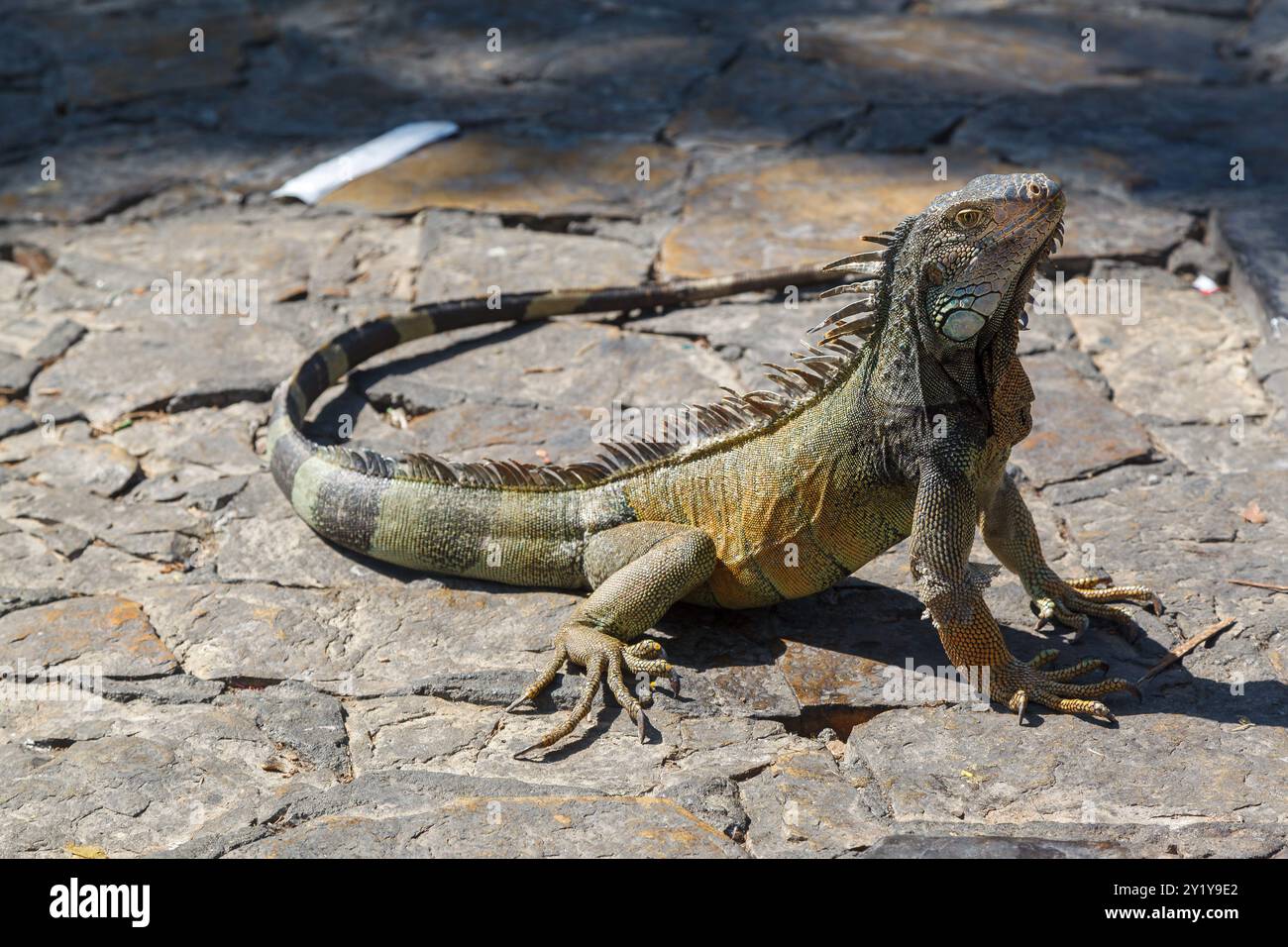 Un'iguana nel Parque Seminario, nel centro di Guayaquil, Ecuador Foto Stock