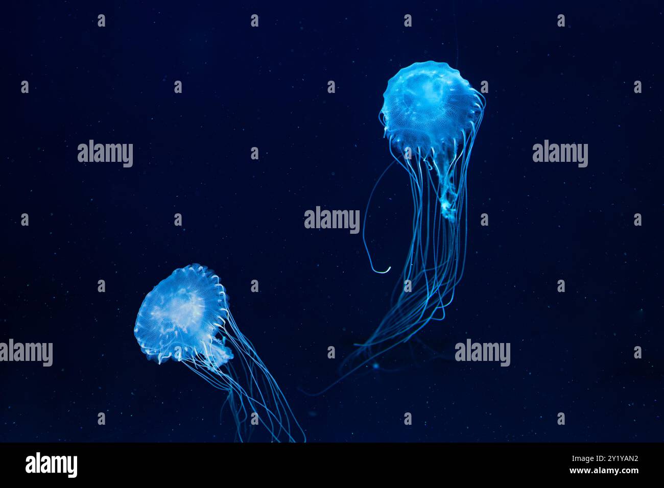 Due meduse di ortica marina atlantica, Chrysaora quinquecirrha, ortica marina costa est, nuota in un acquario illuminato con illuminazione blu. Theriologia, biodiv Foto Stock
