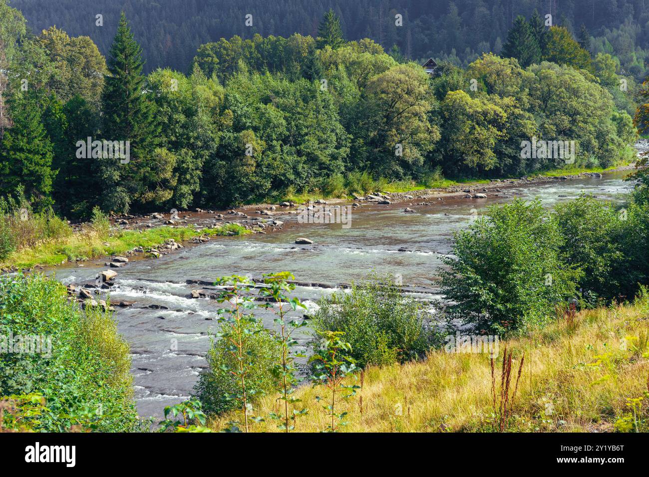 Fiume di montagna tra le colline con pini e abeti rossi con costa rocciosa, acqua veloce. Natura paesaggio estivo di Carpazi, Ucraina Foto Stock