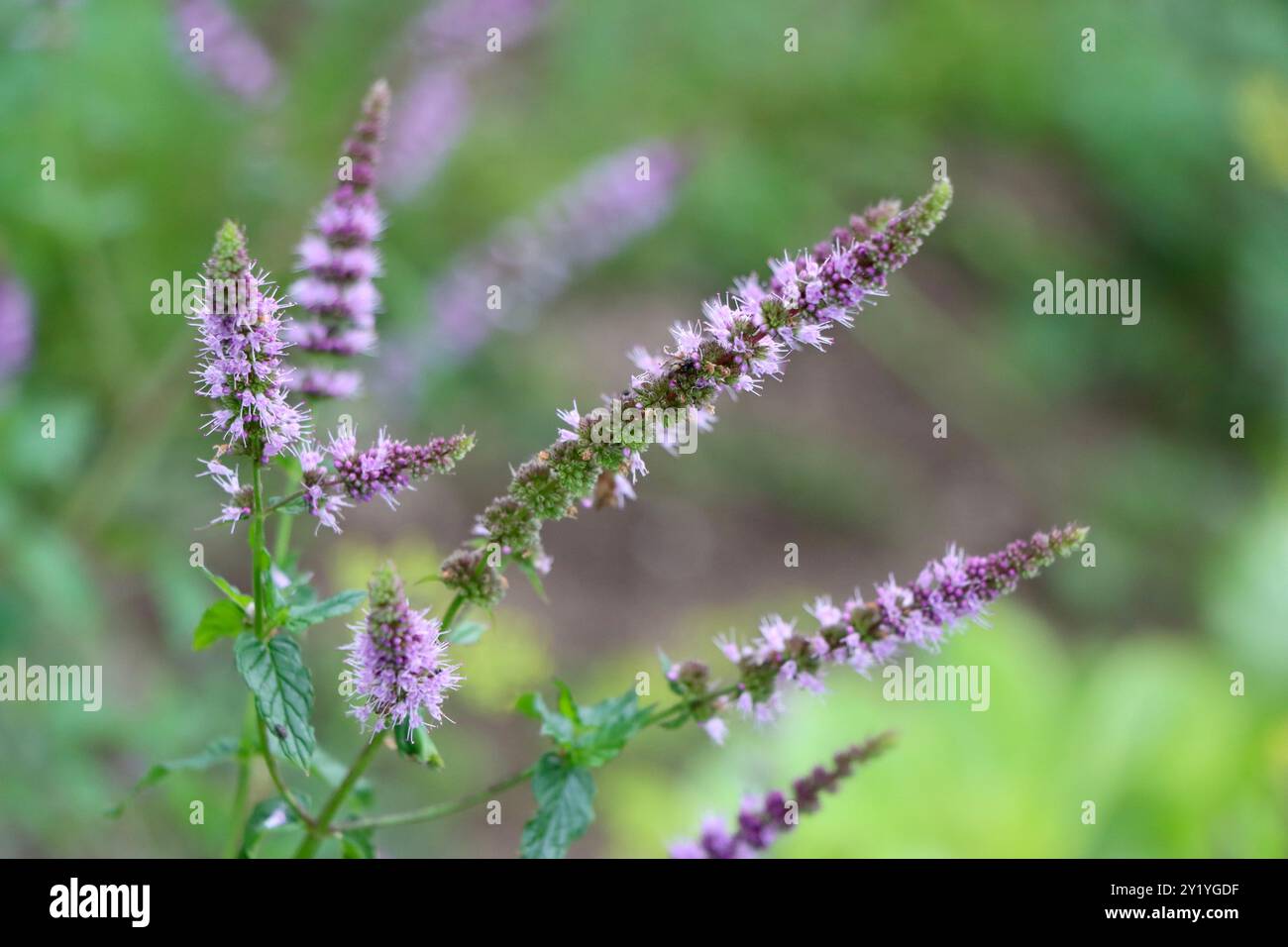 Pianta di menta fiorita. Foto Stock