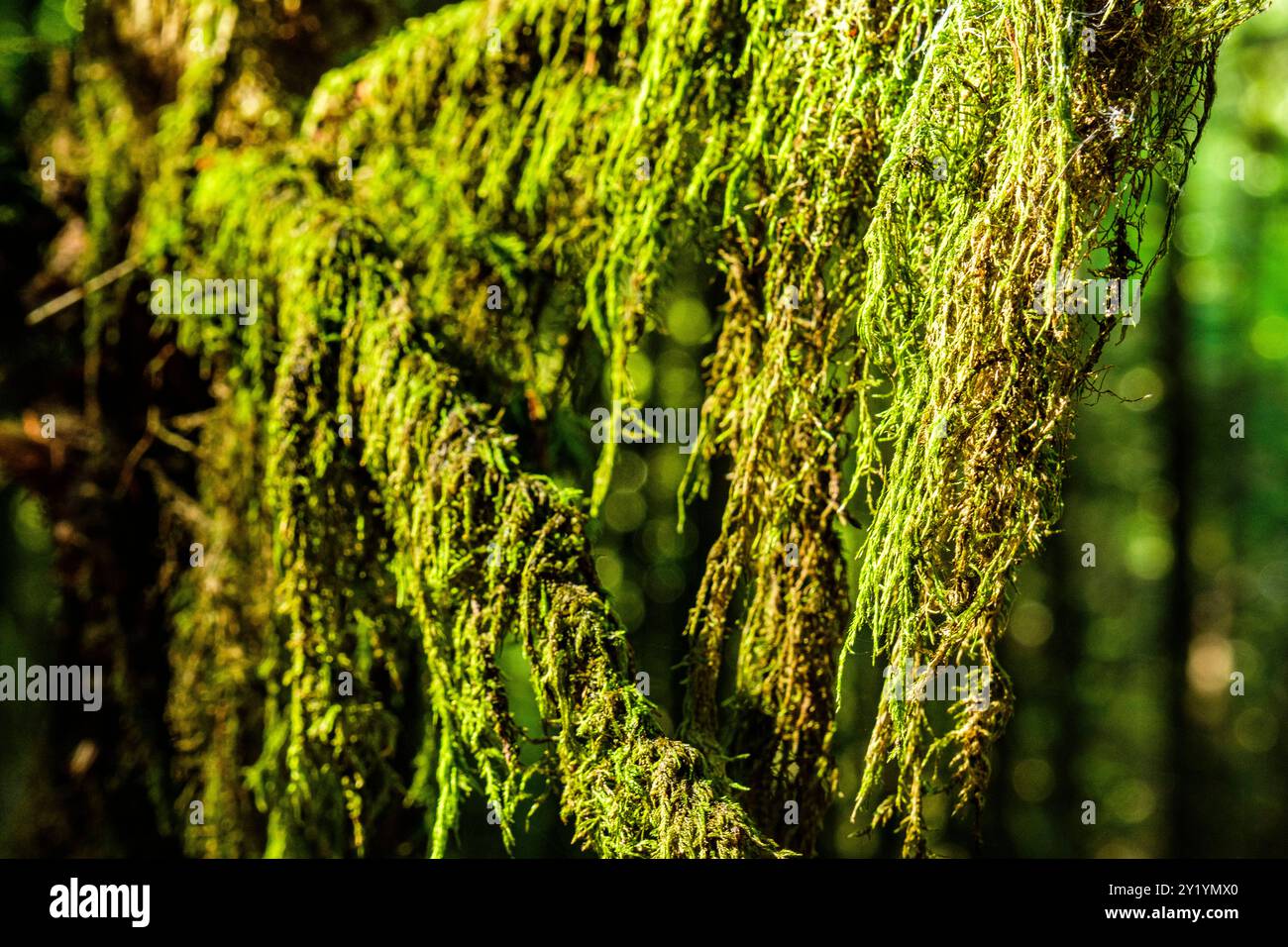 Mousse pendant à une branche d'arbre | muschio appeso ad un ramo d'albero Foto Stock