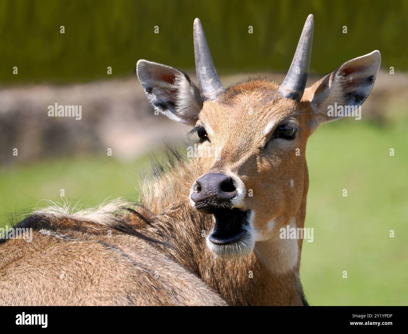 Testa di maschio Nilgai (Boselaphus tragocamelus) vista dal davanti con la bocca aperta Foto Stock