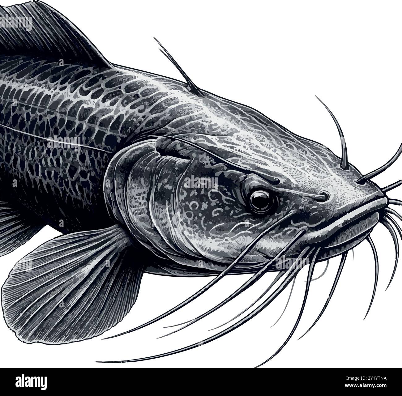 I giganti silenziosi: Piraíba pesce gatto dell'Amazzonia. Illustrazione Vettoriale