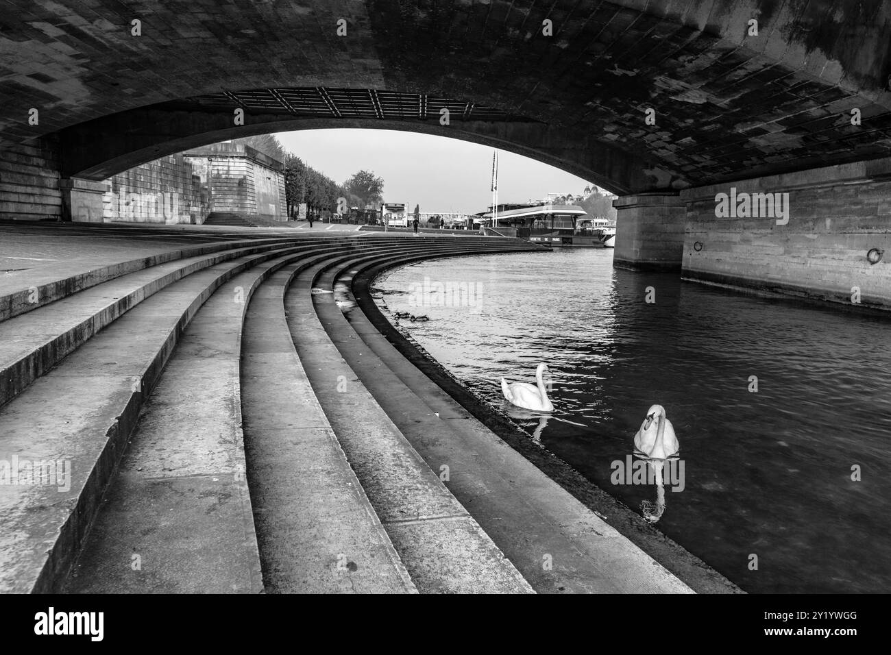 Sotto il ponte Jena, i cigni scivolano graziosamente lungo la Senna mentre le dolci onde si infrangono contro i gradini di pietra, catturando un momento sereno a Parigi. L'atmosfera è tranquilla e invitante. Foto Stock