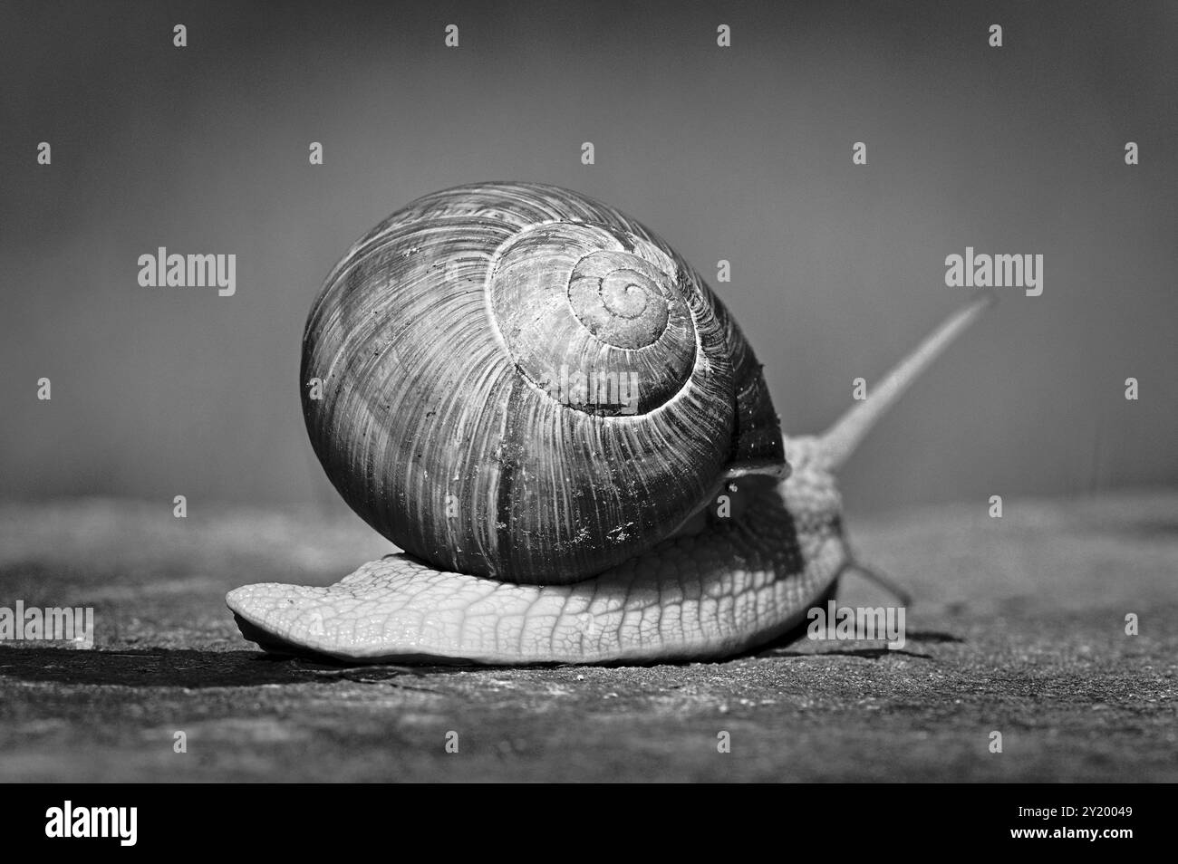 L'elica pomatia, nota anche come lumaca romana, sta strisciando sulla pietra. Foto Stock