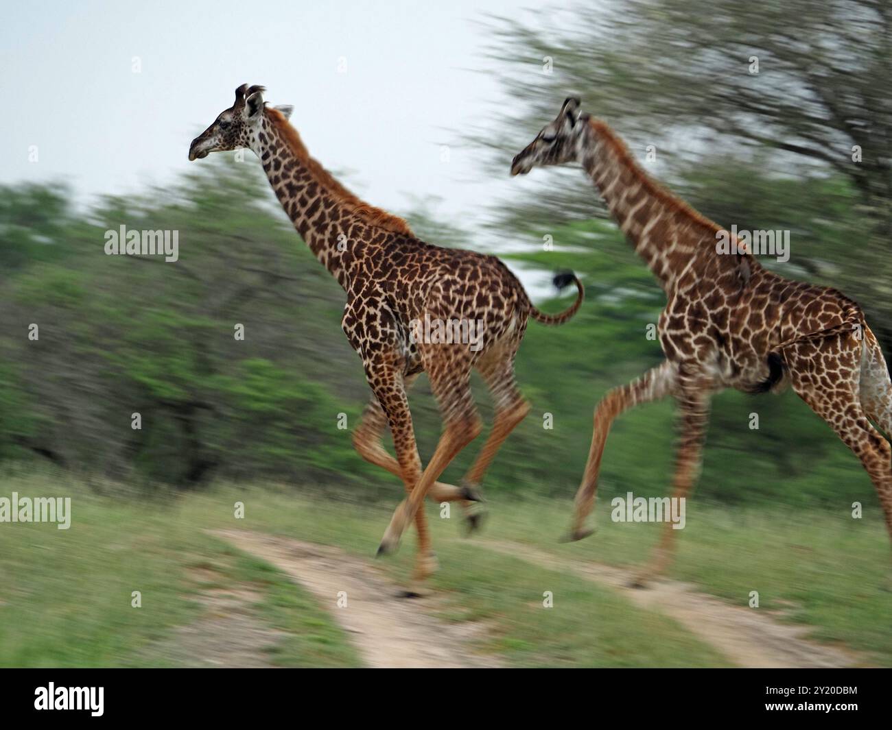 Due giovani giraffe Masai (Giraffa tippelskirchi) corrono a tutta velocità attraverso la macchia aperta del Parco Nazionale di Nyerere, Tanzania, Africa Foto Stock