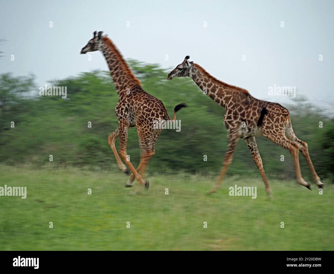 Due giovani giraffe Masai (Giraffa tippelskirchi) corrono a tutta velocità attraverso la macchia aperta del Parco Nazionale di Nyerere, Tanzania, Africa Foto Stock