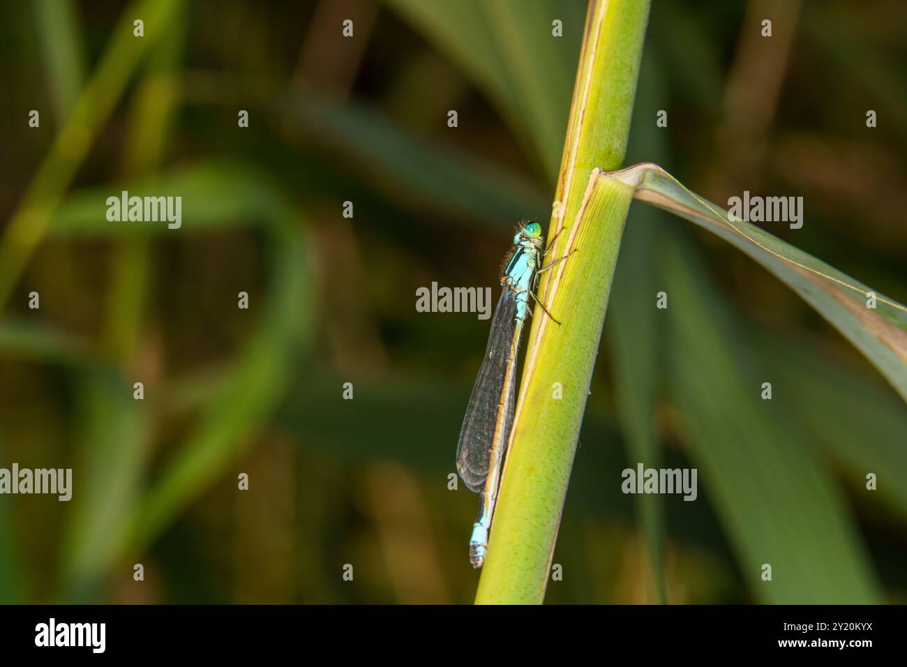 Ischnura elegans Family Coenagrionidae genere Ischnura damselfly dalla coda blu carta da parati con insetti selvatici, foto, fotografia Foto Stock