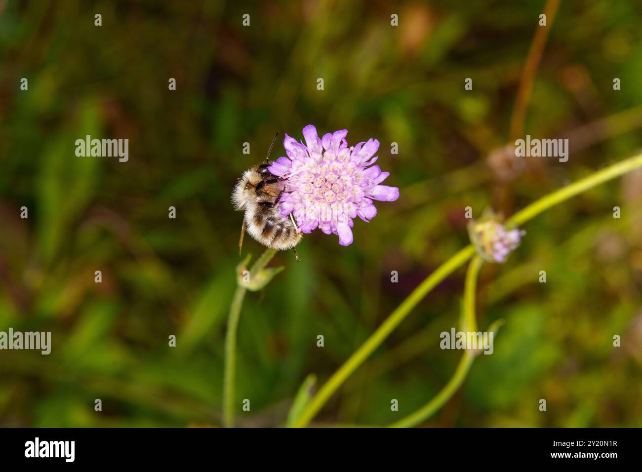 Bombus veteranus famiglia Apidae genere Bombus Sand colorato carder bumble bee natura selvaggia fotografia di insetti, foto, sfondo Foto Stock