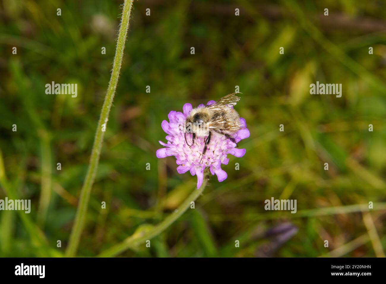 Bombus veteranus famiglia Apidae genere Bombus Sand colorato carder bumble bee natura selvaggia fotografia di insetti, foto, sfondo Foto Stock
