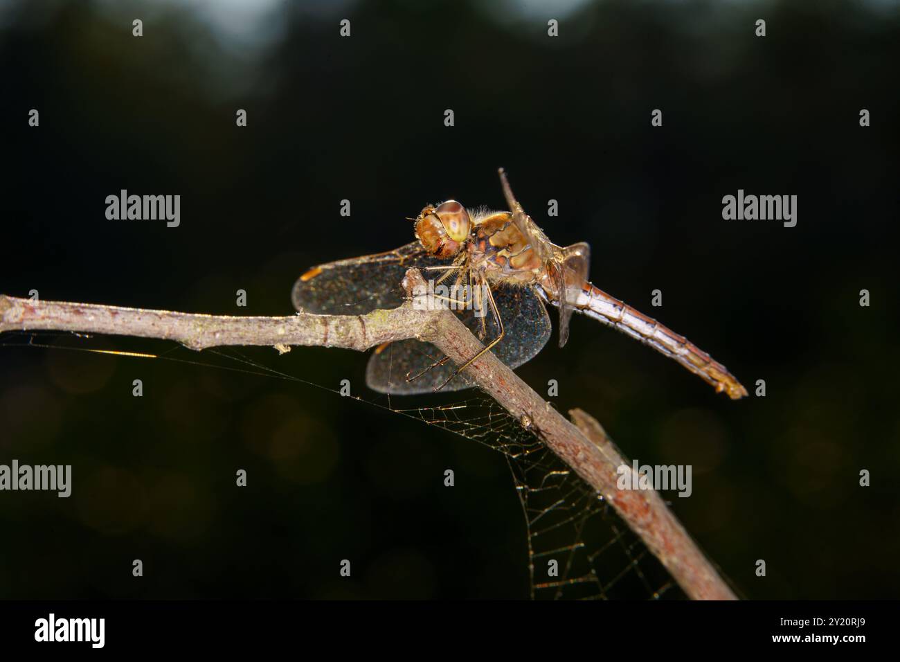 Sympetrum vulgatum famiglia Libellulidae genere Sympetrum Vagrant darter libellula natura selvaggia insetti carta da parati, foto, fotografia Foto Stock