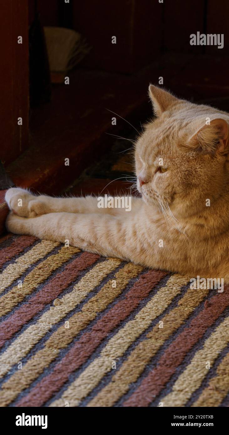 British Shorthair Cat in una vivida foto ravvicinata Foto Stock