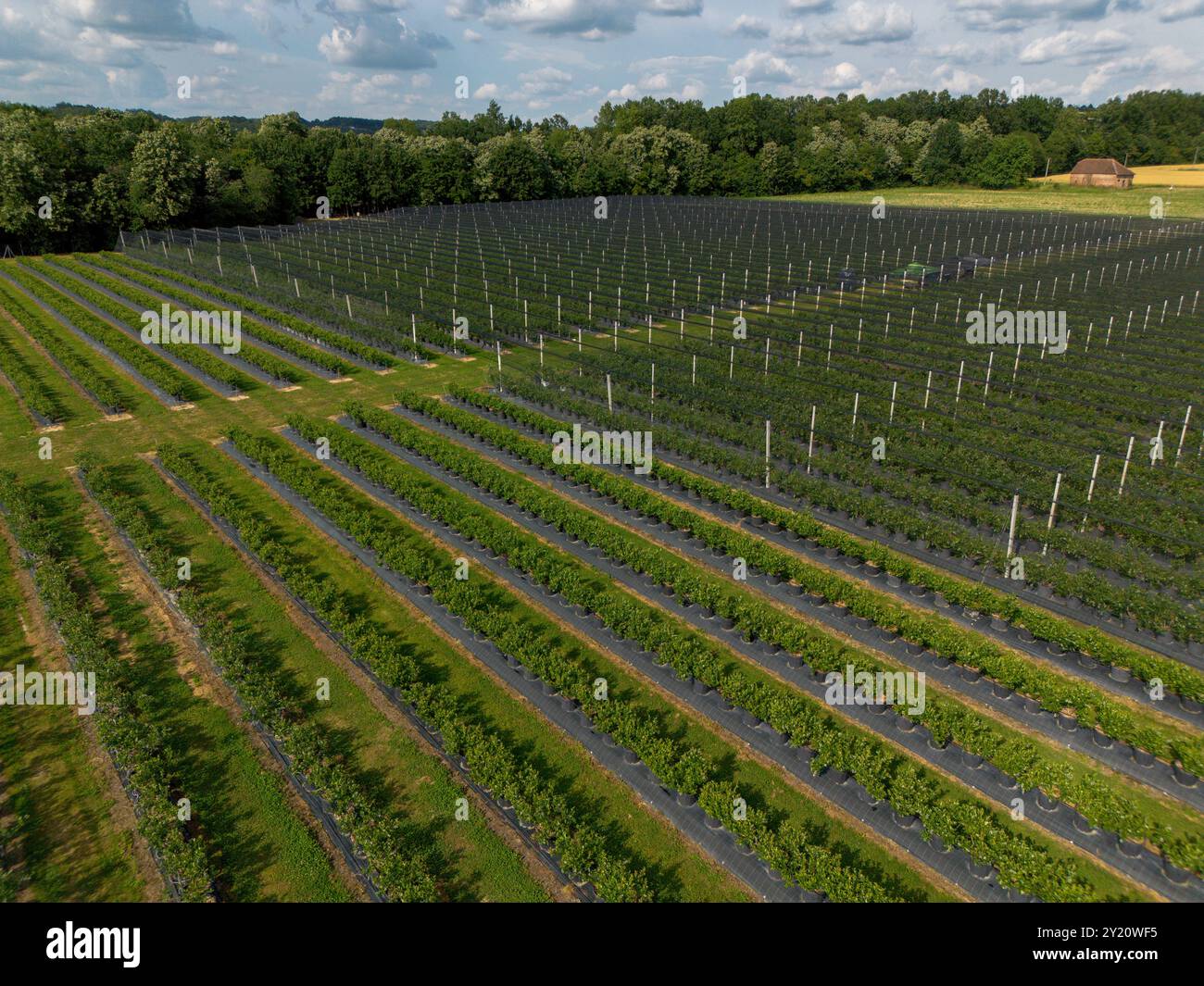 Moderno frutteto di mirtilli con reti antigrandine, irrigazione e sistemi di coltivazione moderni in contenitori. Vista aerea prospettica del drone Foto Stock