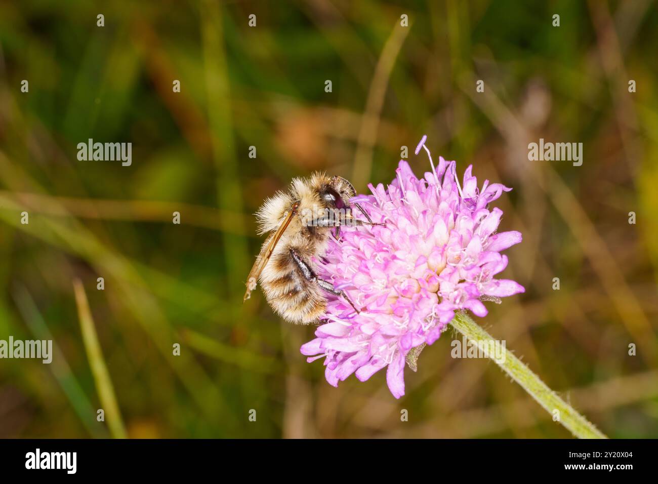 Bombus veteranus famiglia Apidae genere Bombus Sand colorato carder bumble bee natura selvaggia fotografia di insetti, foto, sfondo Foto Stock